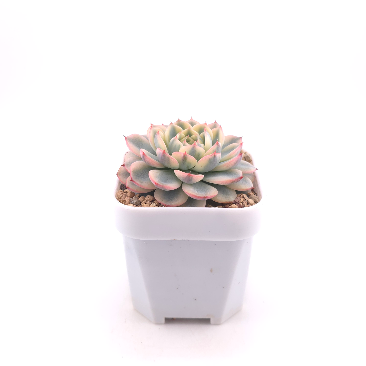 Echeveria ‘White Minima’ variegated | 白姬蓮錦 thumbnail 3