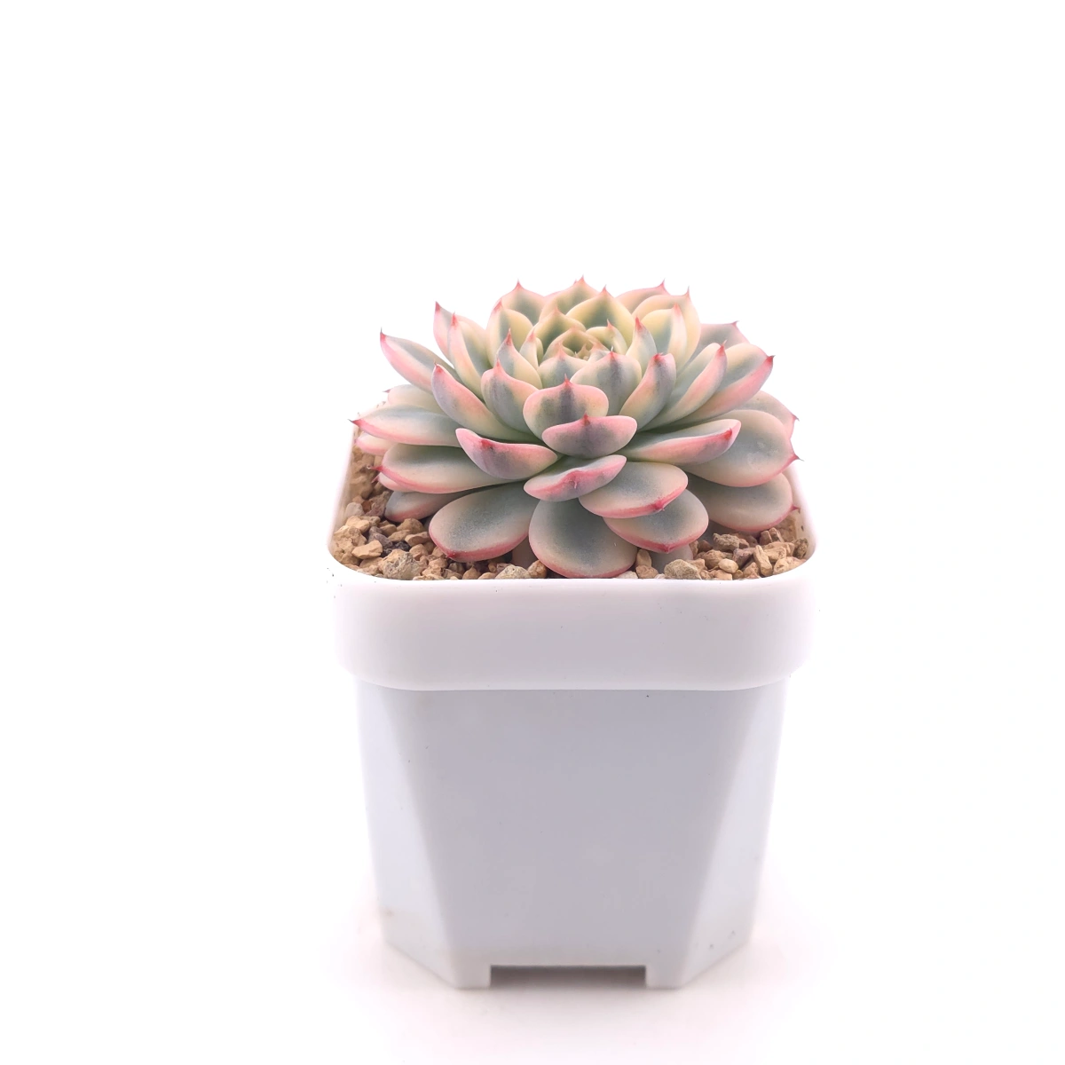 Echeveria ‘White Minima’ variegated | 白姬蓮錦 thumbnail 3