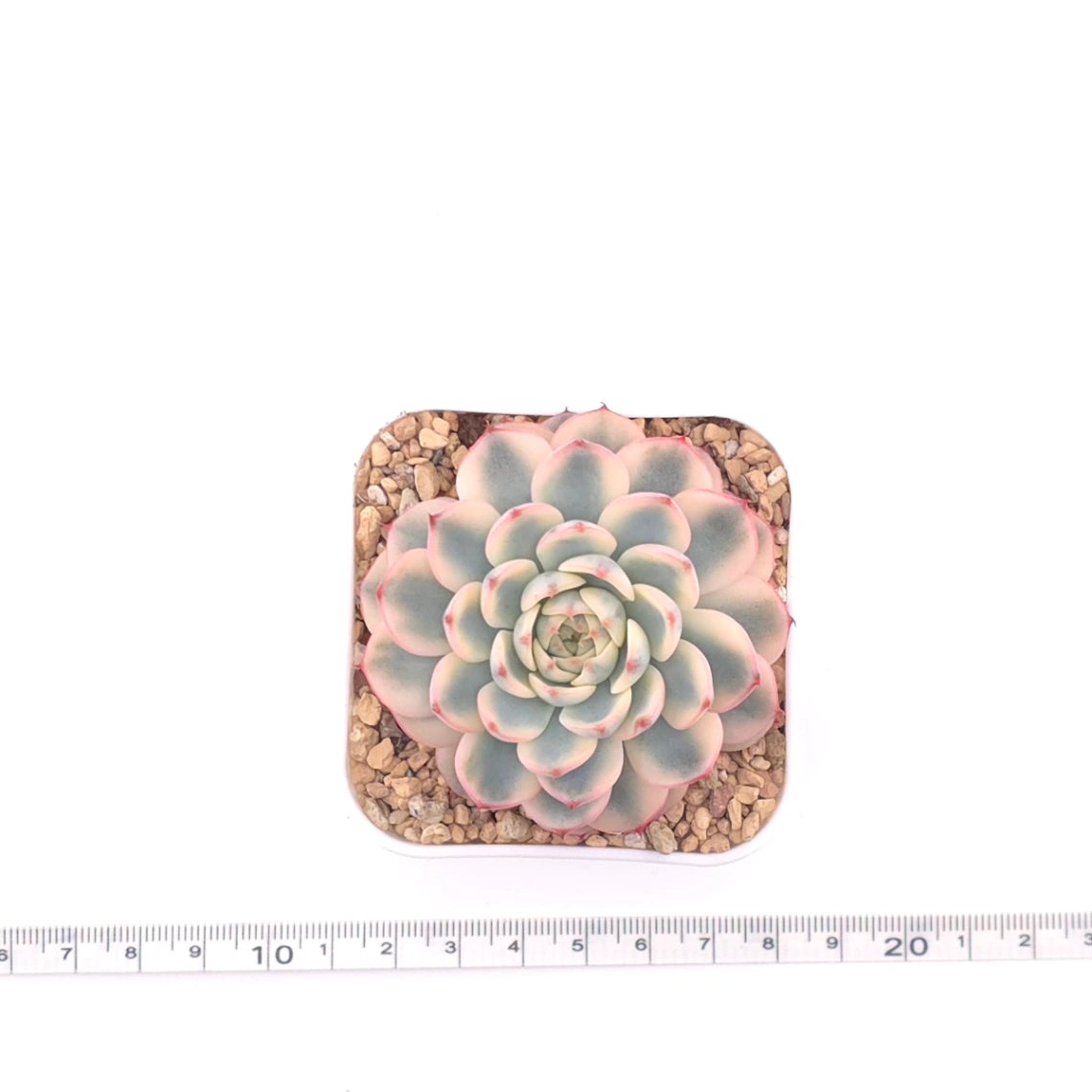 Echeveria ‘White Minima’ variegated | 白姬蓮錦 thumbnail 4