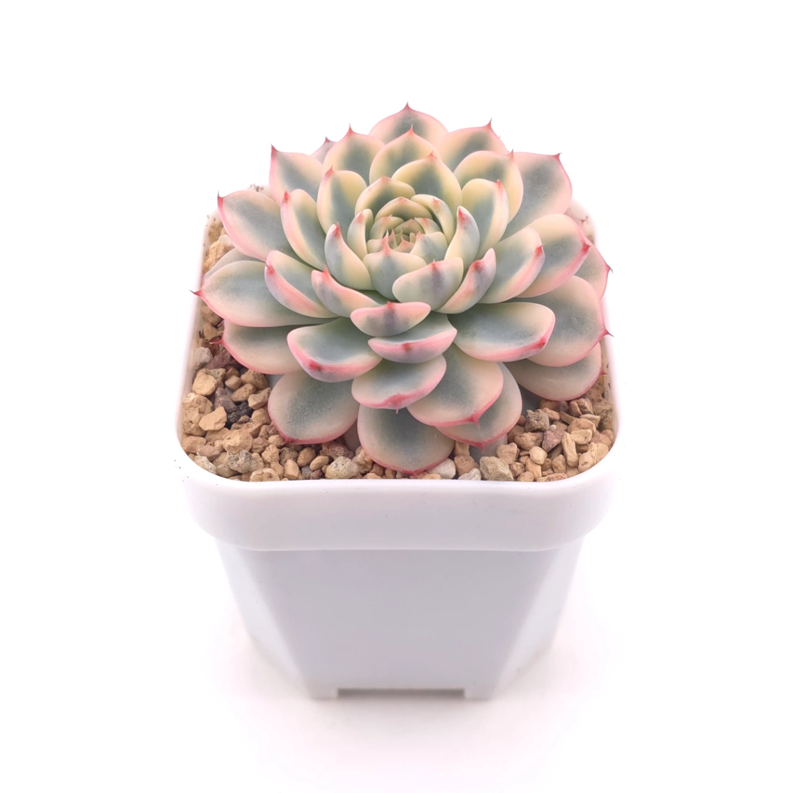 Echeveria ‘White Minima’ variegated | 白姬蓮錦 thumbnail 2