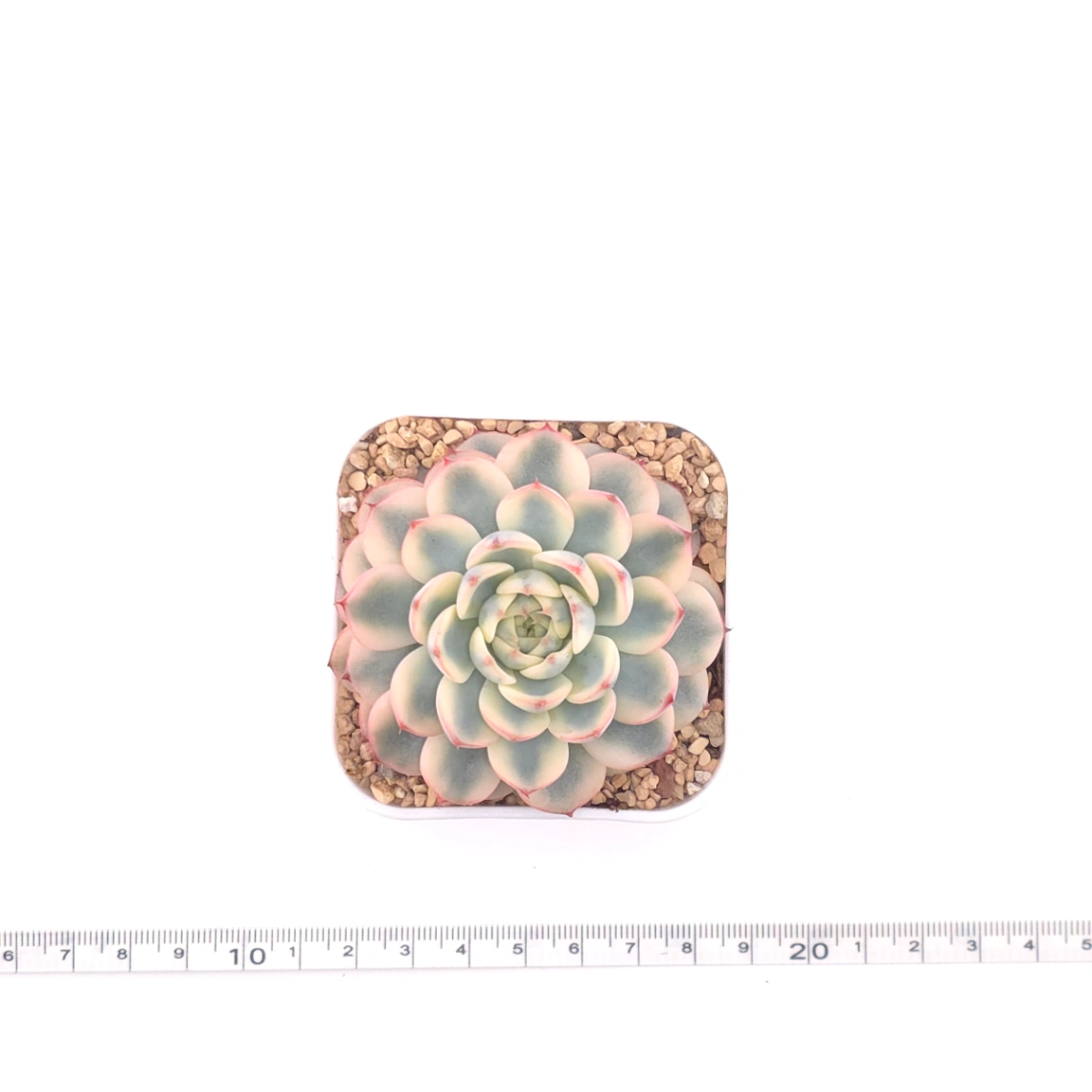 Echeveria ‘White Minima’ variegated | 白姬蓮錦 thumbnail 4