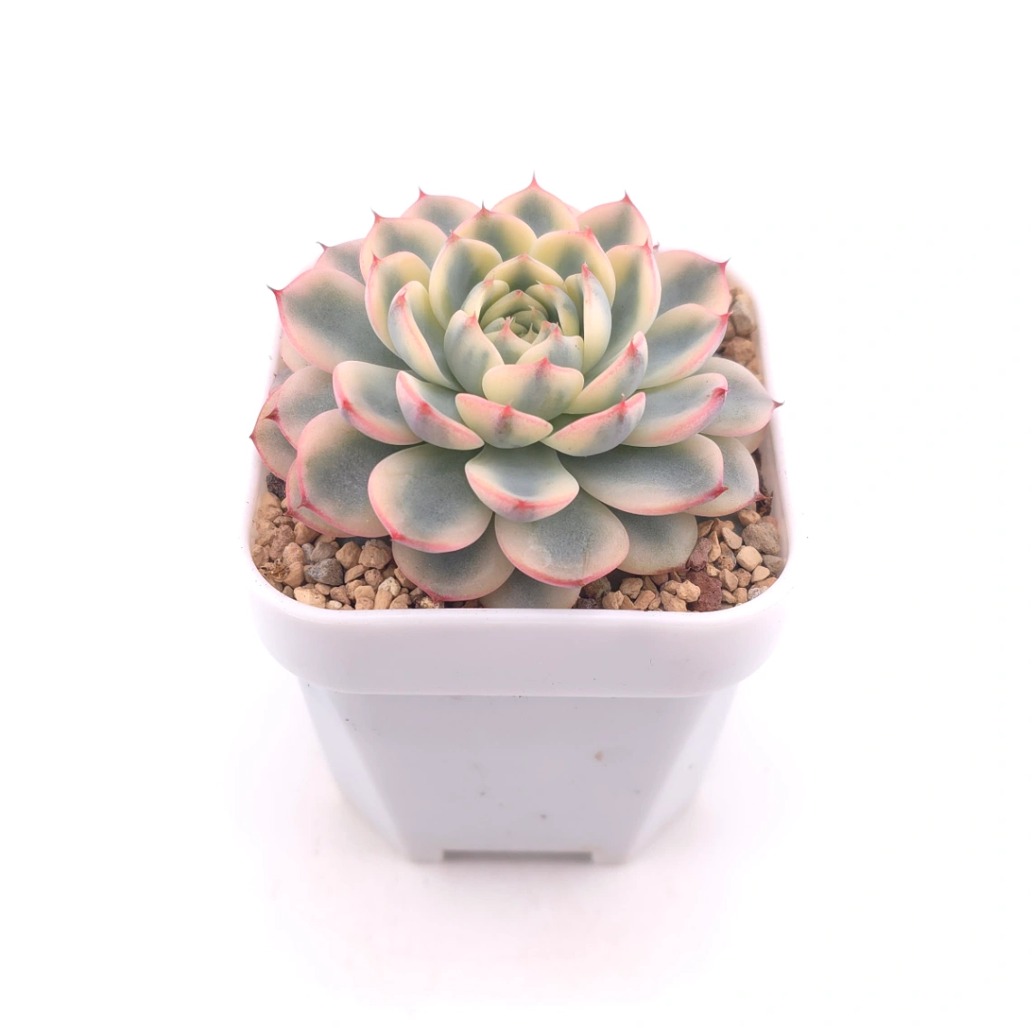 Echeveria ‘White Minima’ variegated | 白姬蓮錦 thumbnail 2