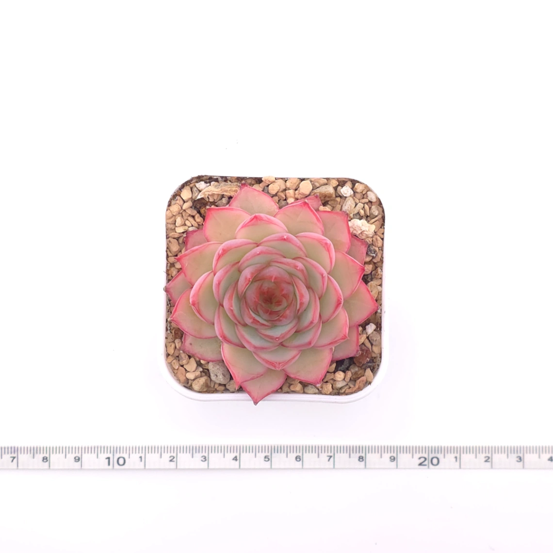 Echeveria ‘Wraith’ | 魅影 thumbnail 4