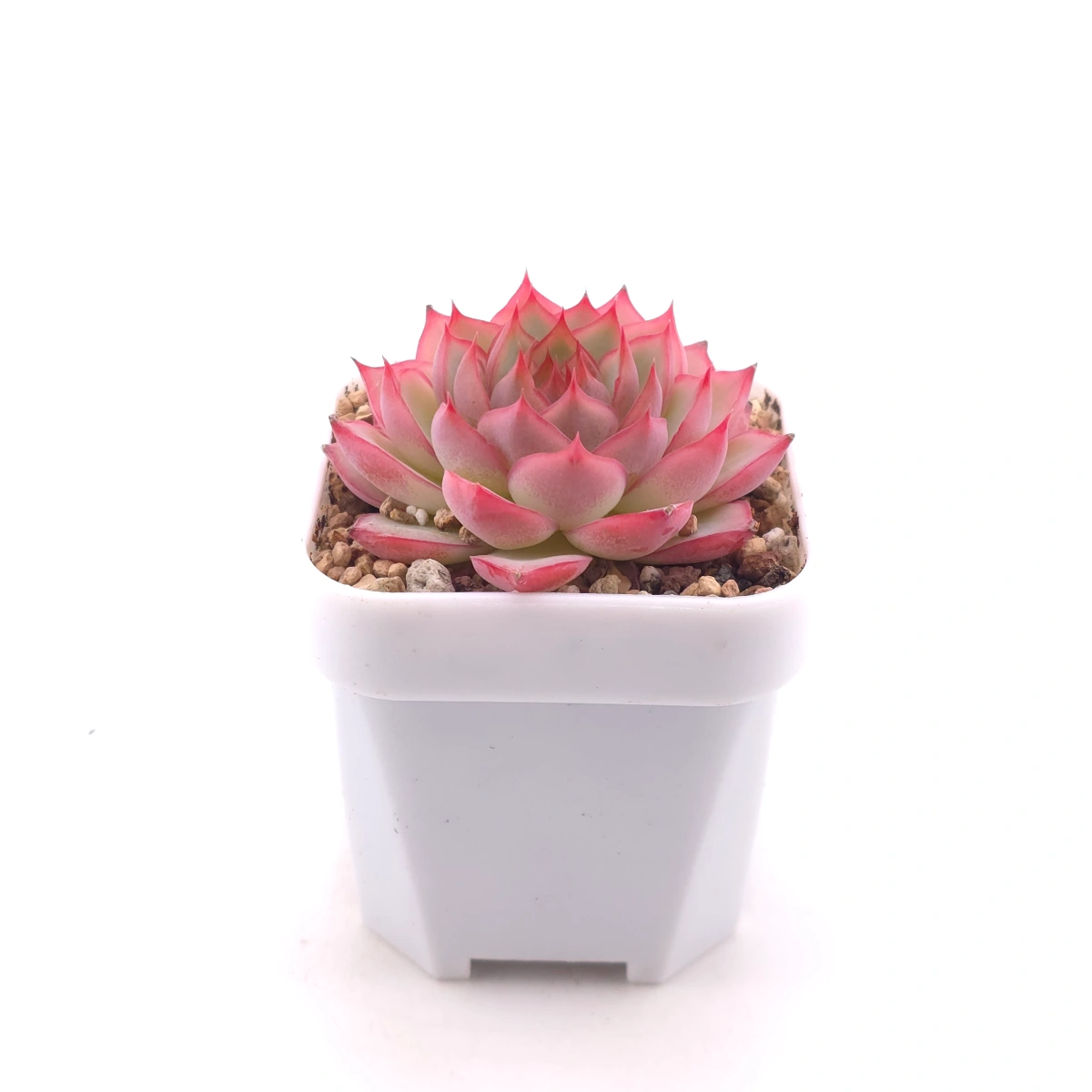 Echeveria ‘Wraith’ | 魅影 thumbnail 3