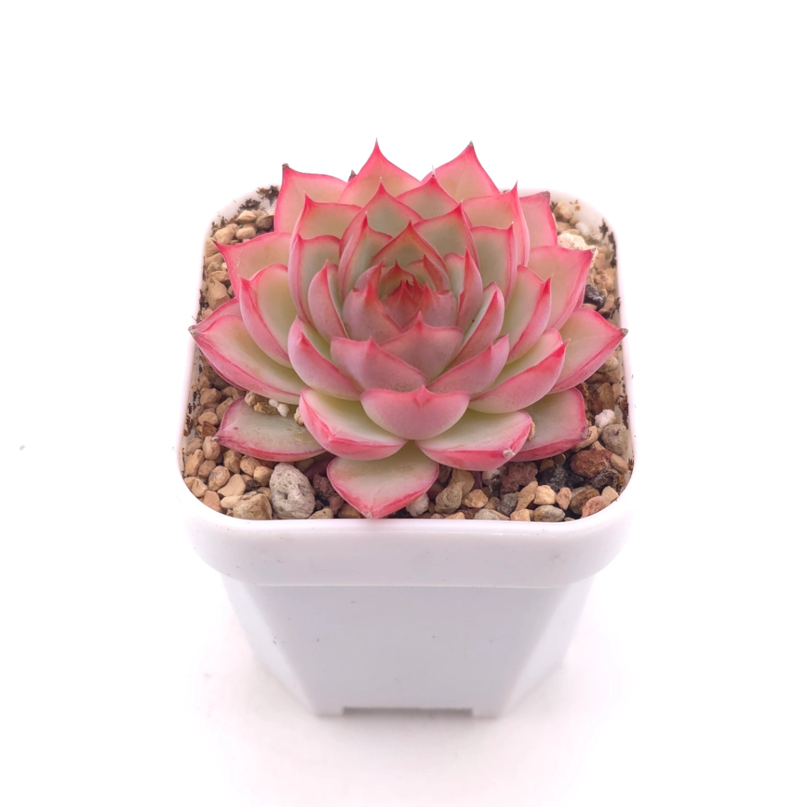 Echeveria ‘Wraith’ | 魅影 thumbnail 2