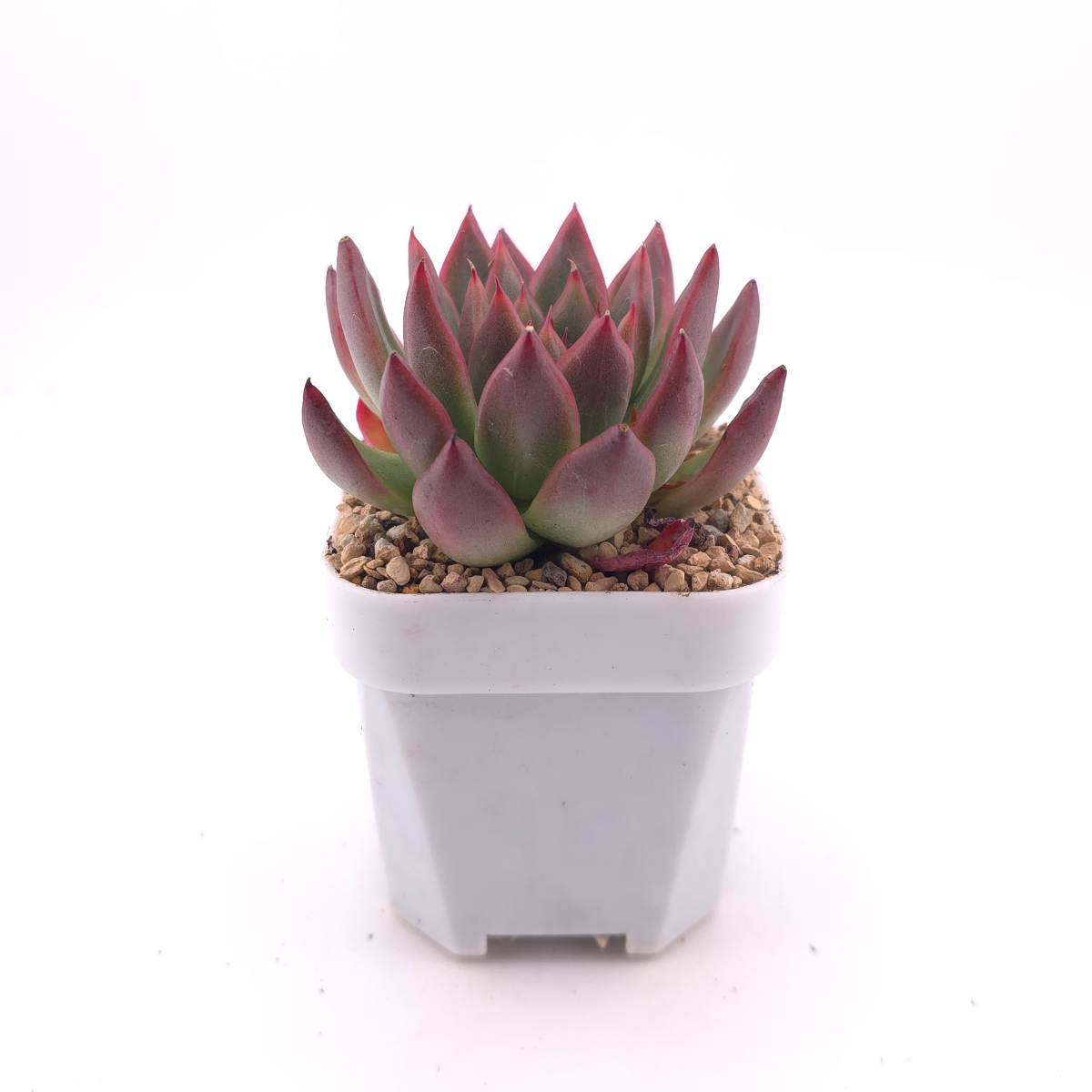Echeveria 'Xi Feng' | 西風 thumbnail 3
