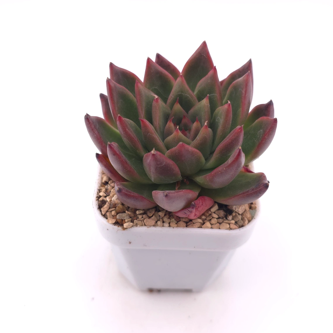 Echeveria 'Xi Feng' | 西風 thumbnail 2