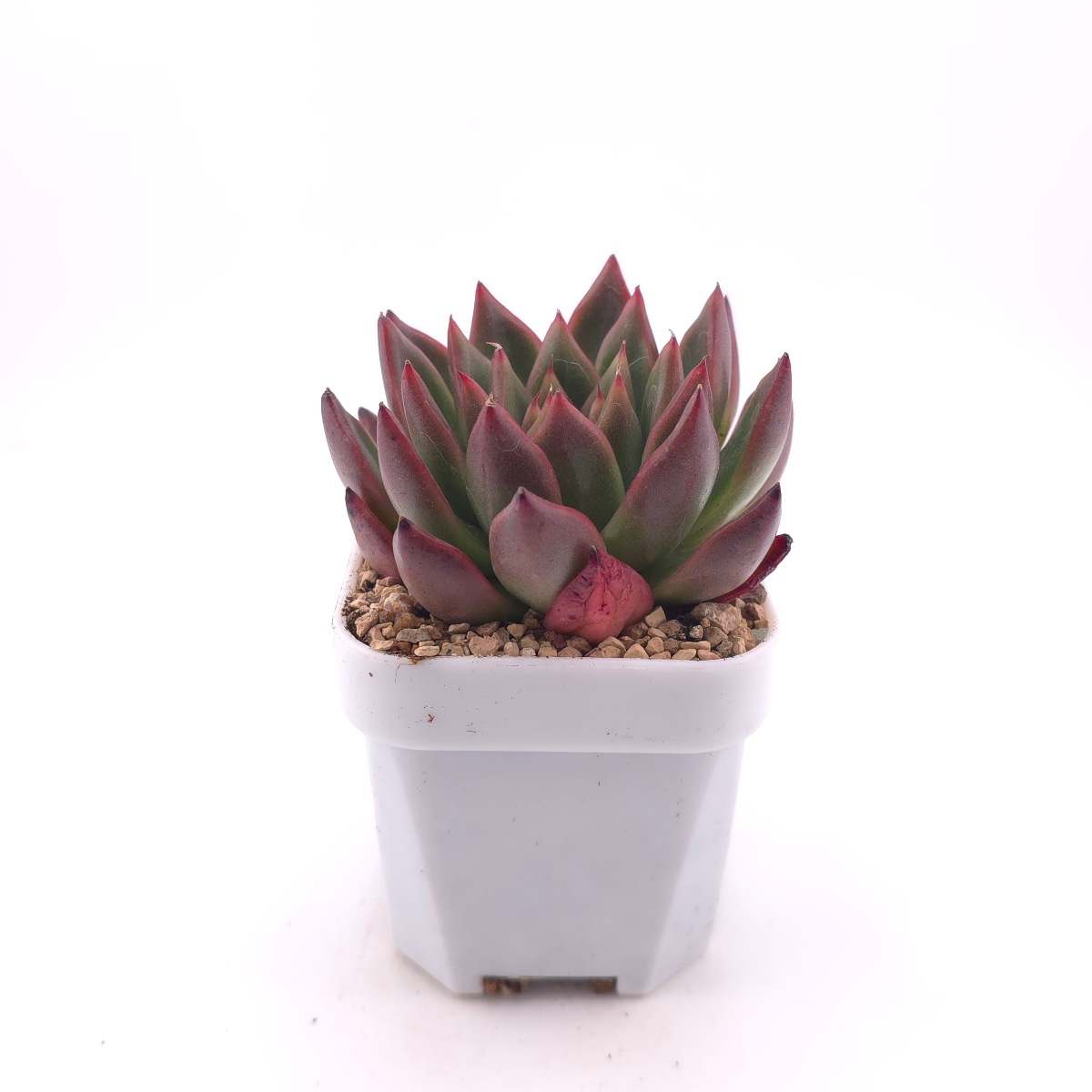 Echeveria 'Xi Feng' | 西風 thumbnail 3