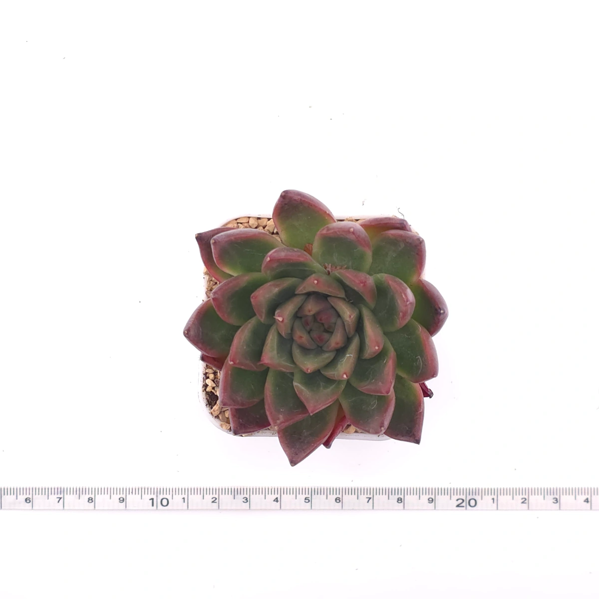 Echeveria 'Xi Feng' | 西風 thumbnail 4