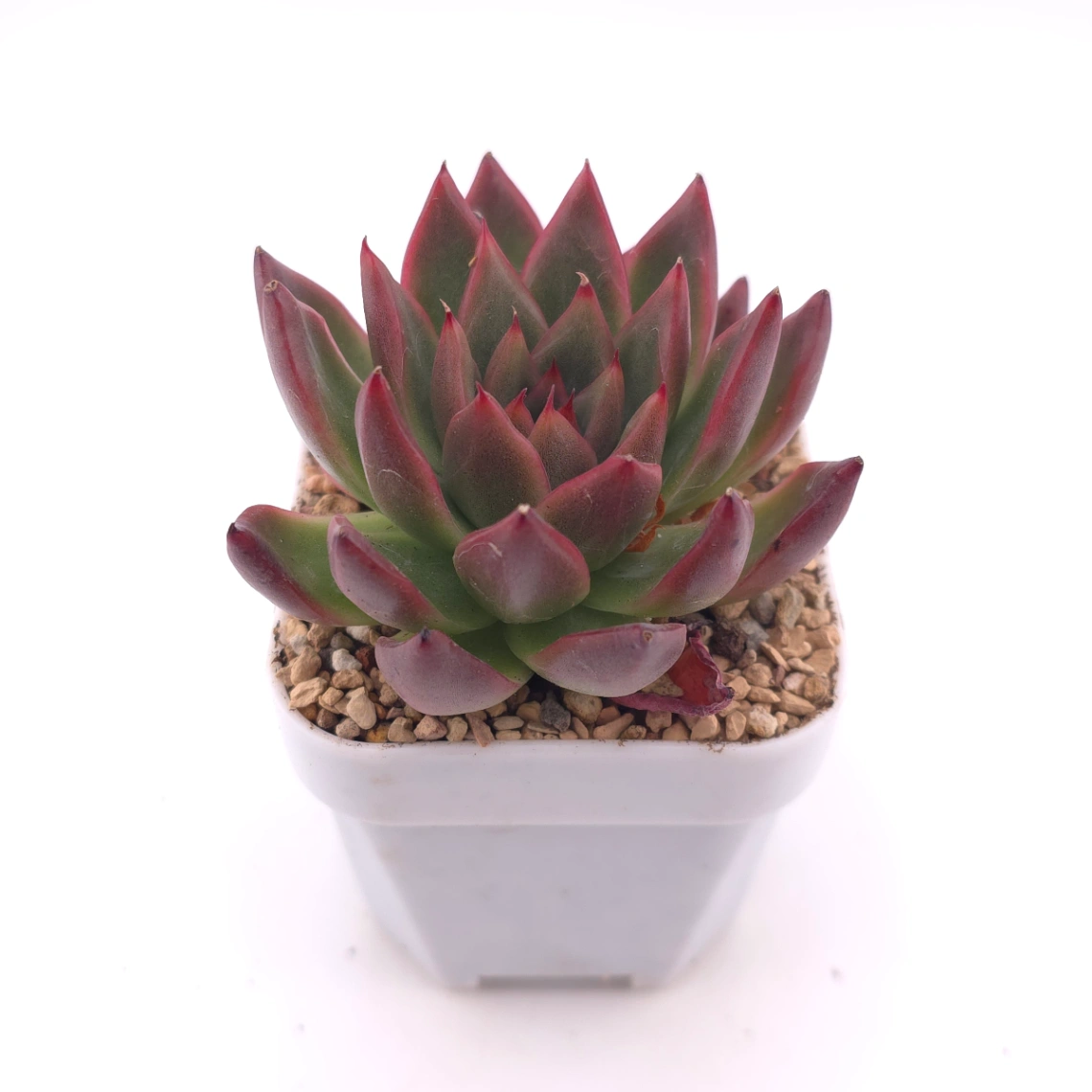 Echeveria 'Xi Feng' | 西風 thumbnail 2