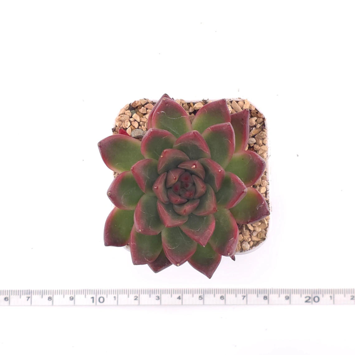 Echeveria 'Xi Feng' | 西風 thumbnail 4