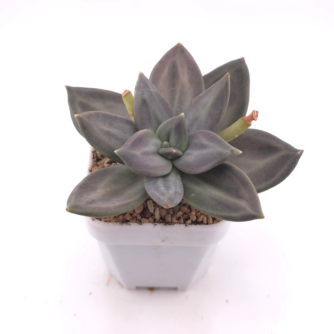 Echeveria ‘Xichuensis’ | 惜春 thumbnail 2