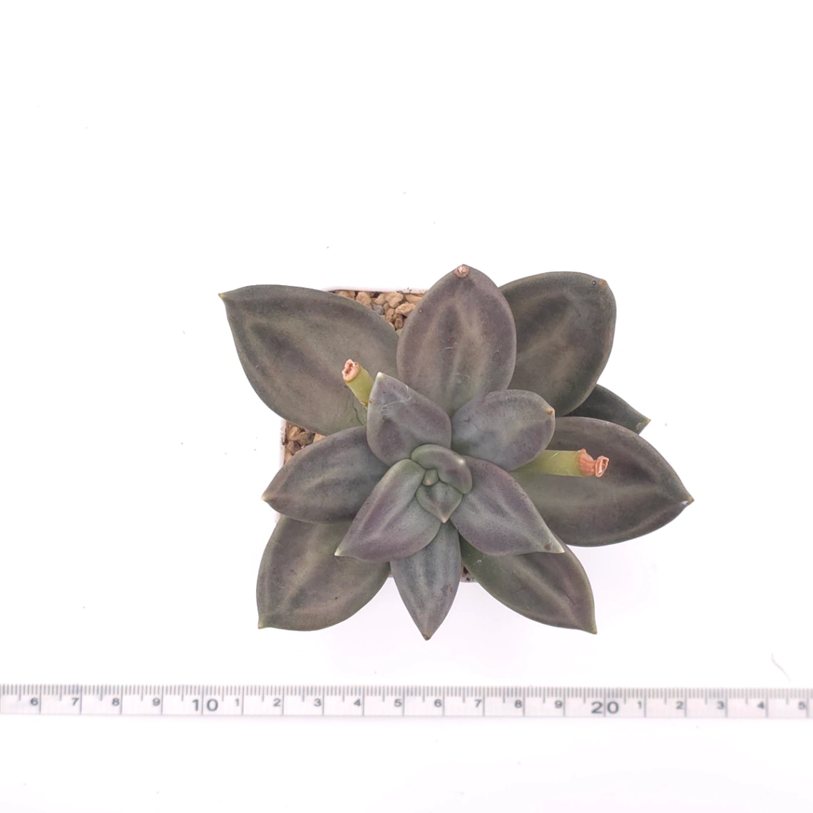 Echeveria ‘Xichuensis’ | 惜春 thumbnail 4