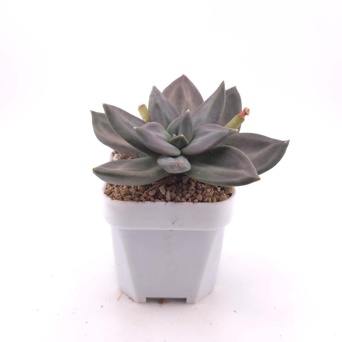Echeveria ‘Xichuensis’ | 惜春 thumbnail 3