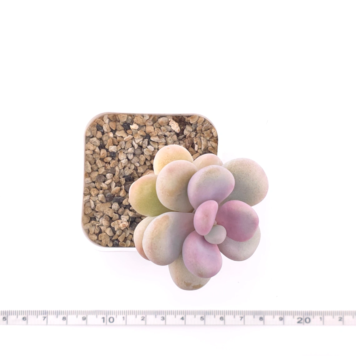 Graptopetalum amethystinum ‘Lavender Pebbles / Pink Moonstone’ | 桃蛋 thumbnail 4