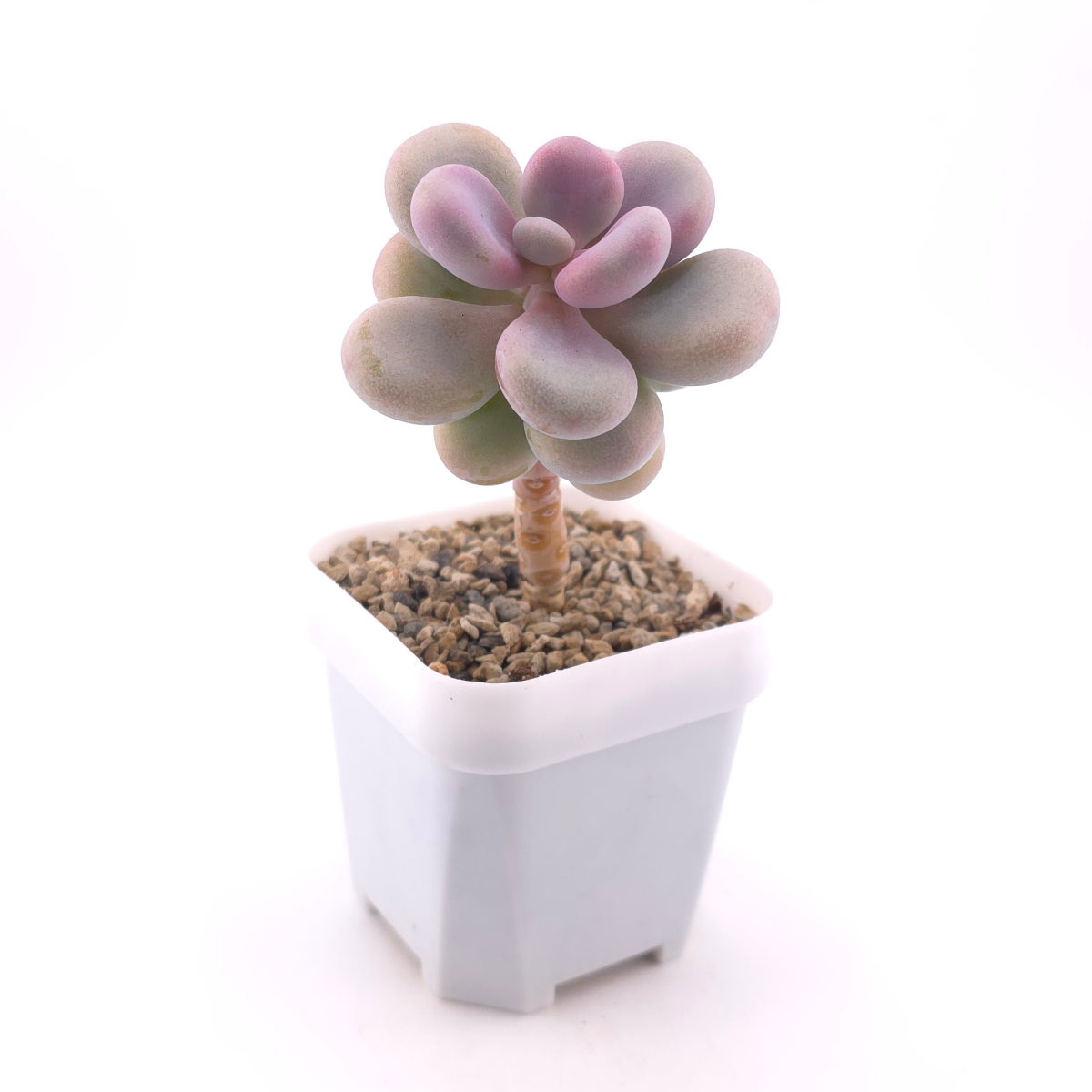 Graptopetalum amethystinum ‘Lavender Pebbles / Pink Moonstone’ | 桃蛋 thumbnail 3