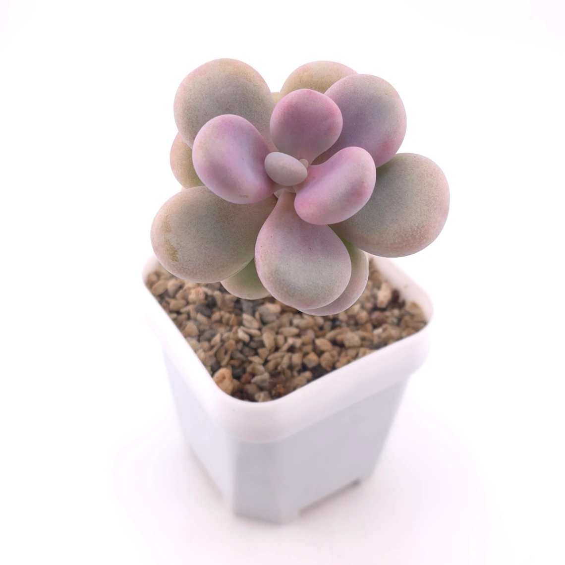 Graptopetalum amethystinum ‘Lavender Pebbles / Pink Moonstone’ | 桃蛋 thumbnail 2