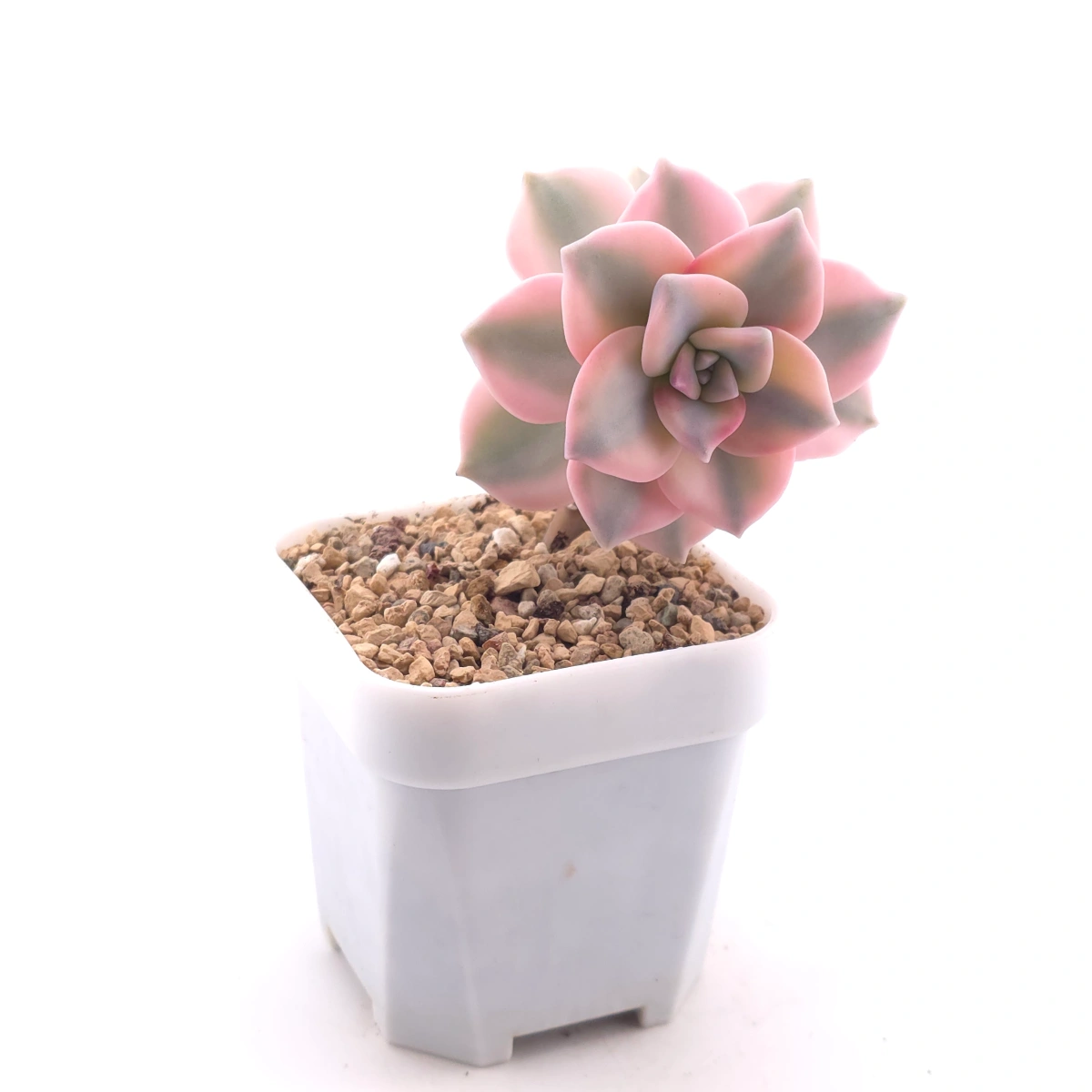 Graptopetalum ‘Purple Delight’ variegated | 紫樂錦 thumbnail 3