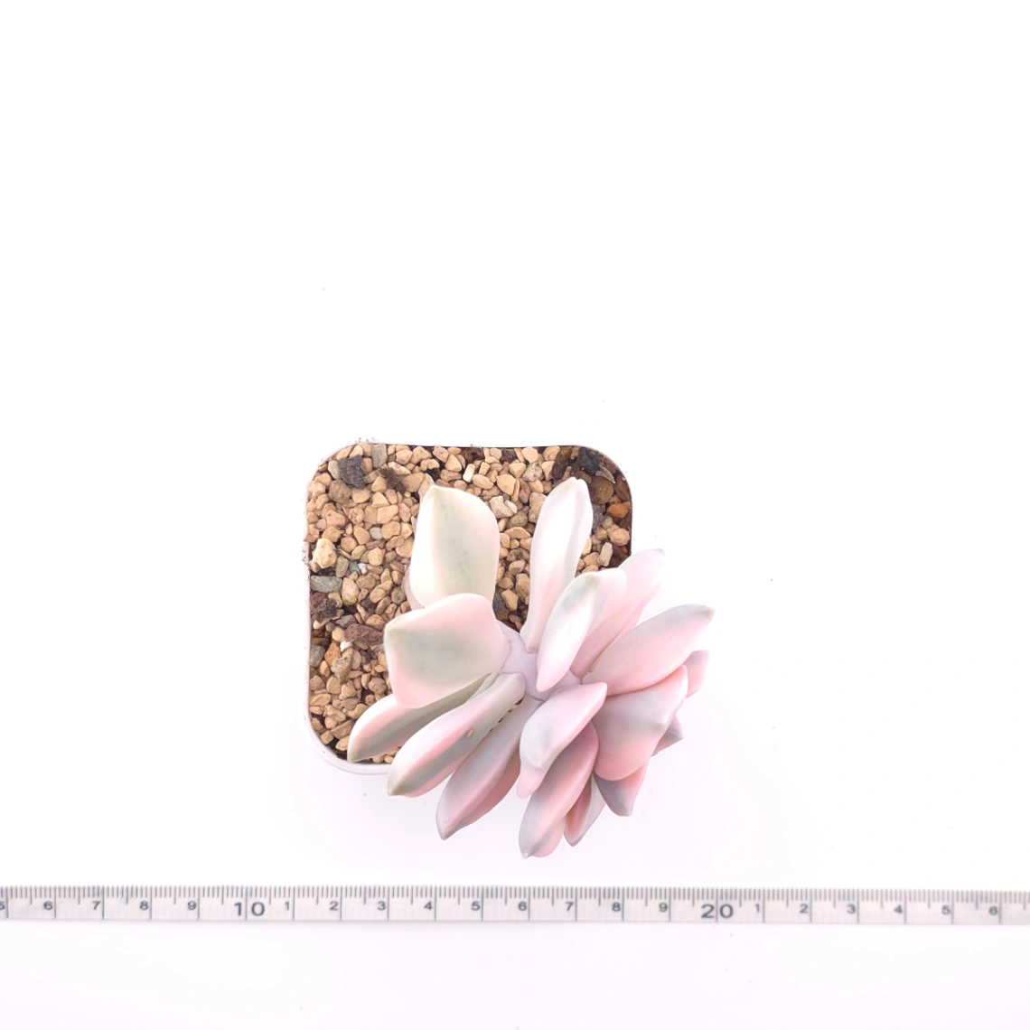 Graptopetalum ‘Purple Delight’ variegated | 紫樂錦 thumbnail 4