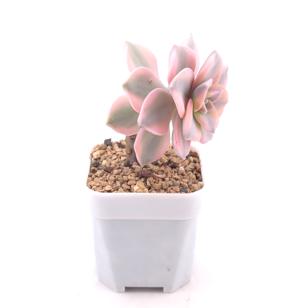 Graptopetalum ‘Purple Delight’ variegated | 紫樂錦 thumbnail 3