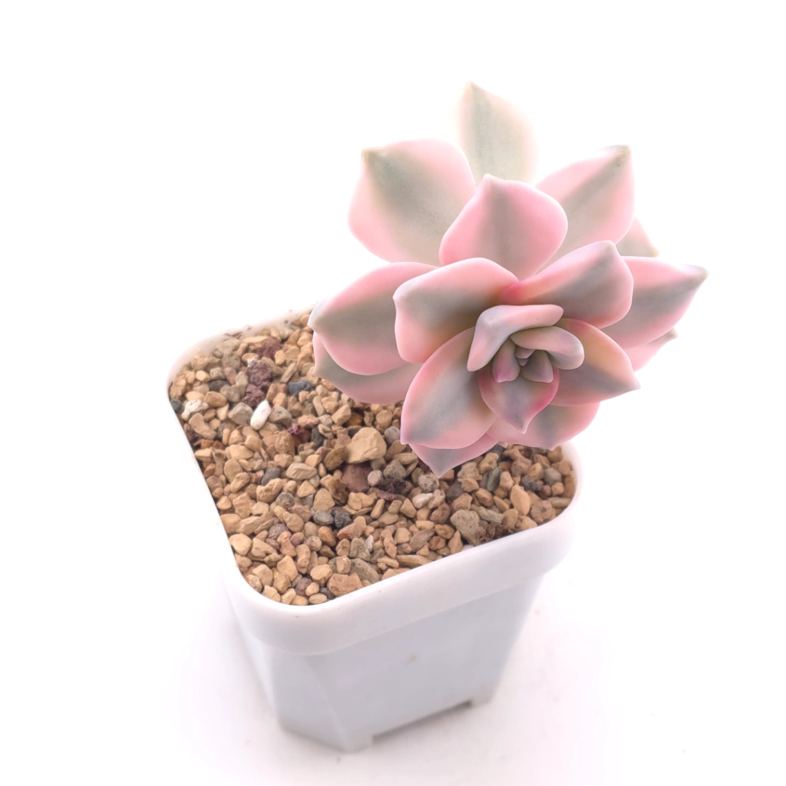 Graptopetalum ‘Purple Delight’ variegated | 紫樂錦 thumbnail 2