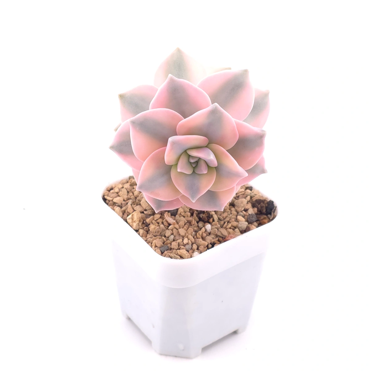 Graptopetalum ‘Purple Delight’ variegated | 紫樂錦 thumbnail 2
