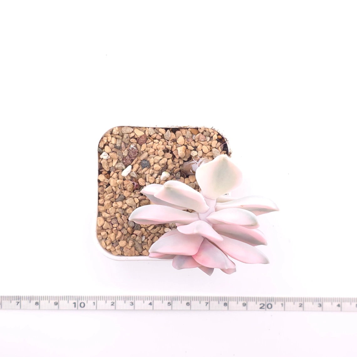 Graptopetalum ‘Purple Delight’ variegated | 紫樂錦 thumbnail 4