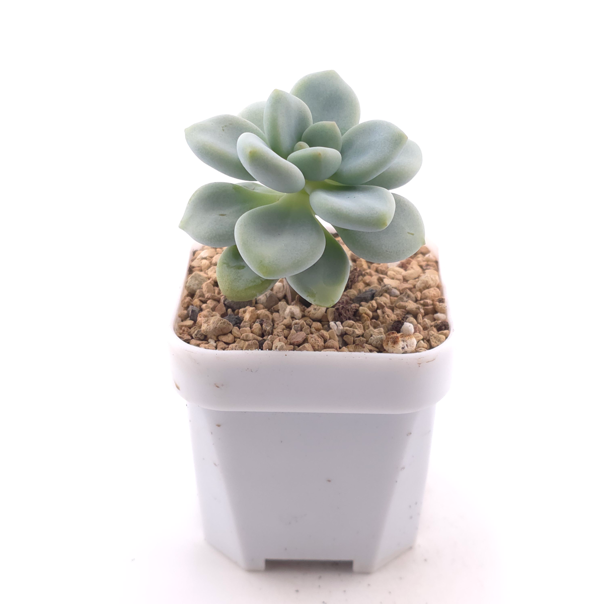 Graptosedum ‘Miul / Luo Goddess’ | 洛神 thumbnail 3