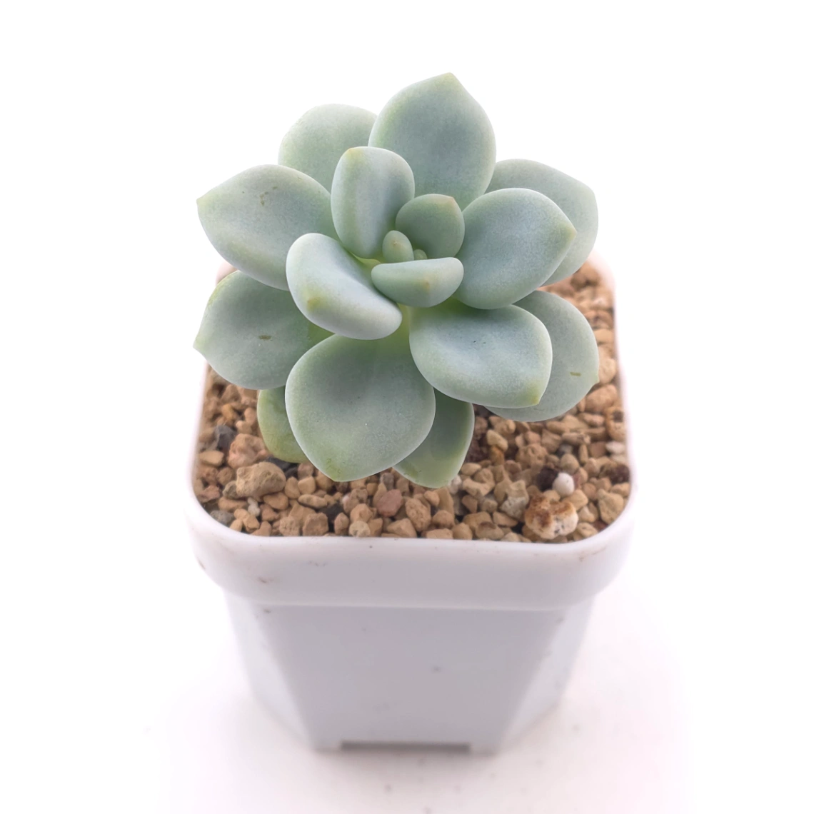 Graptosedum ‘Miul / Luo Goddess’ | 洛神 thumbnail 2