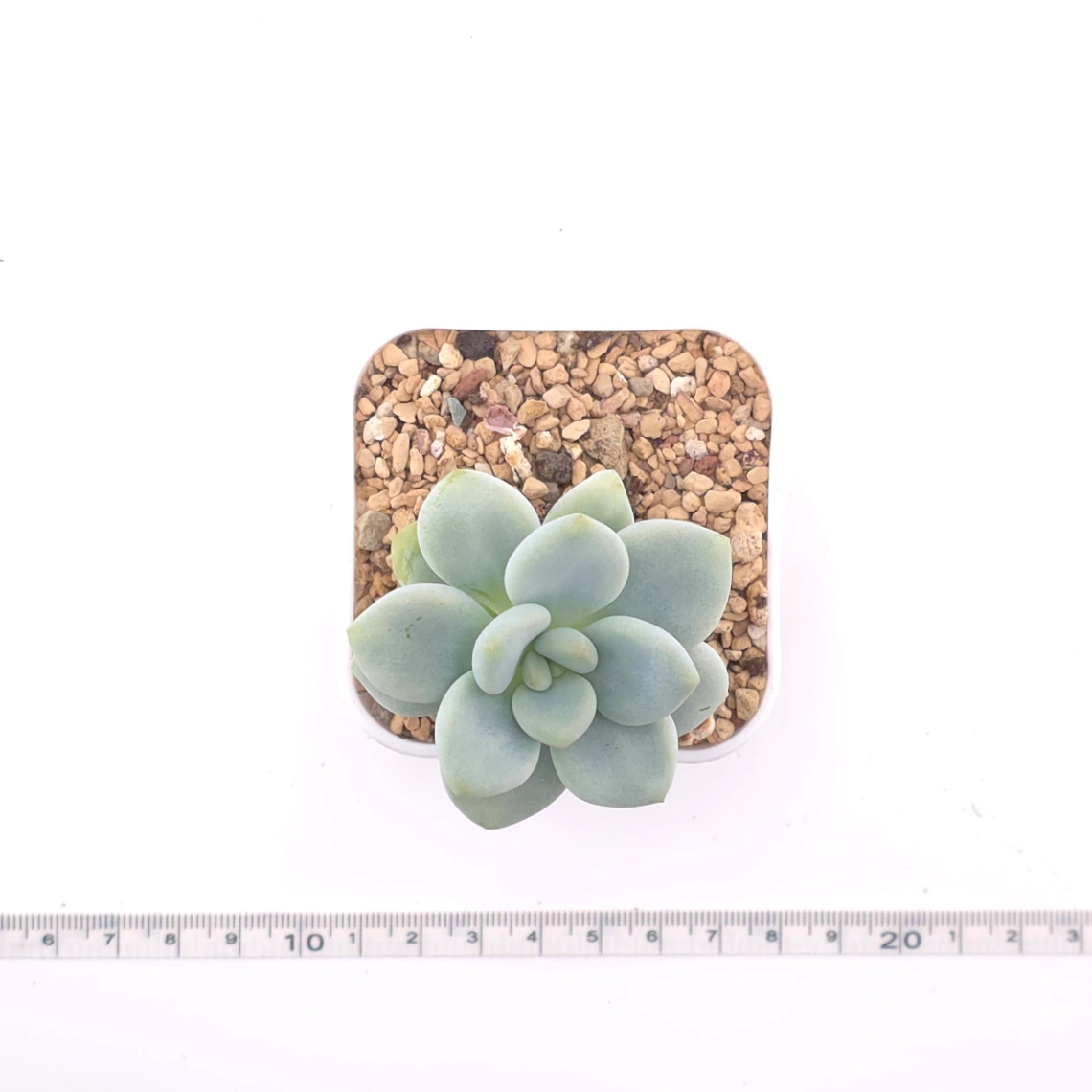 Graptosedum ‘Miul / Luo Goddess’ | 洛神 thumbnail 4