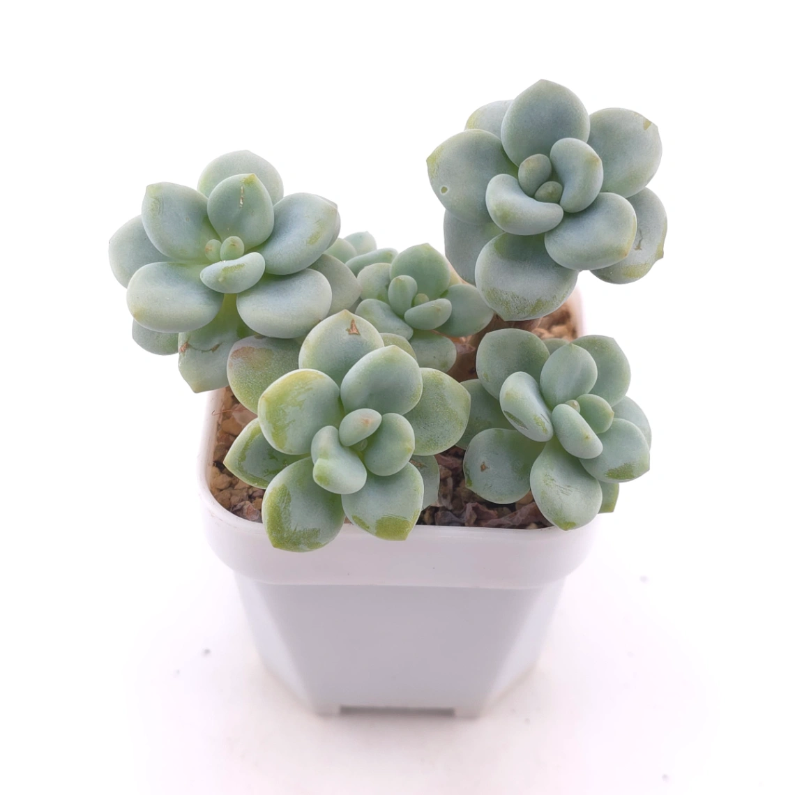 Graptosedum ‘Miul / Luo Goddess’ | 洛神 thumbnail 2