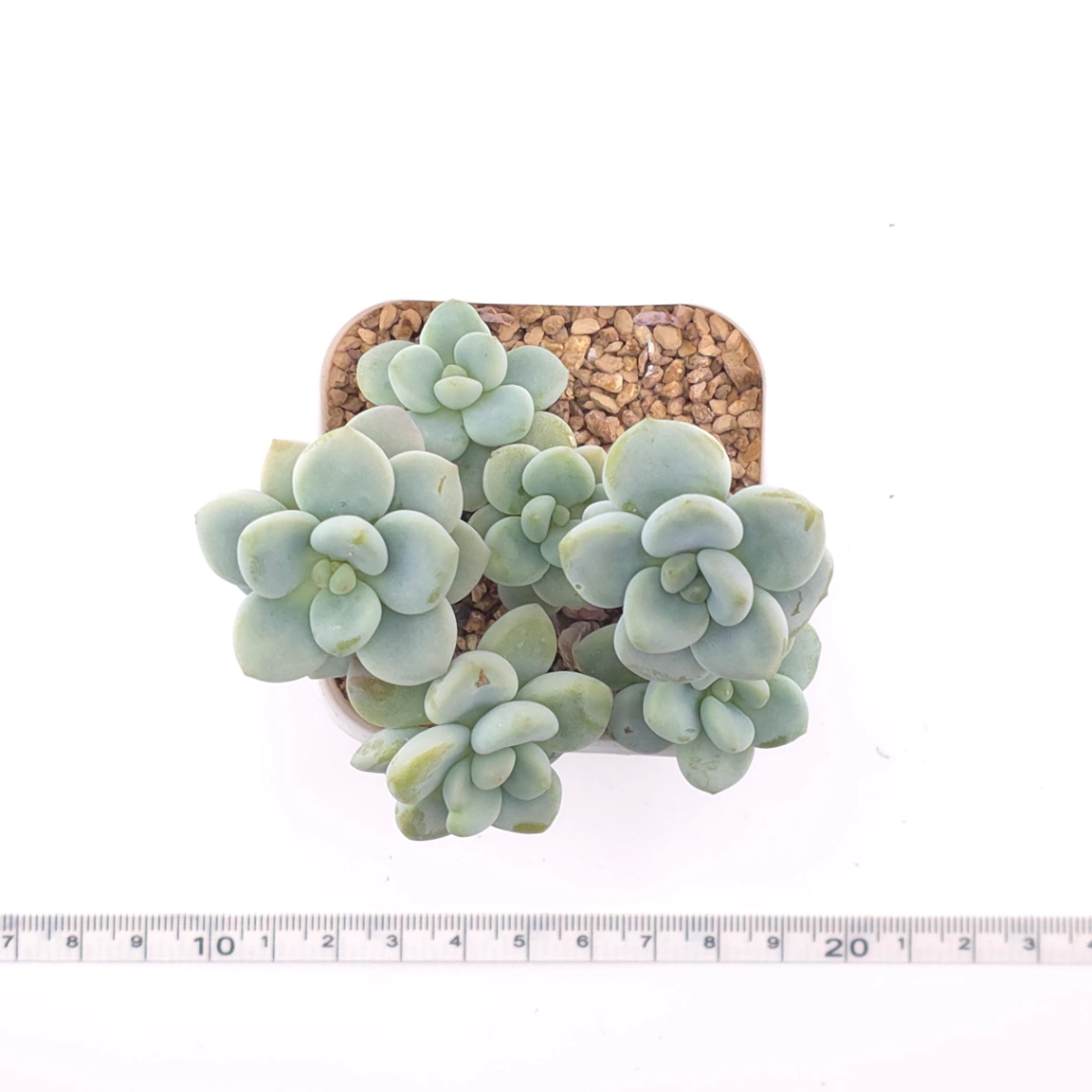 Graptosedum ‘Miul / Luo Goddess’ | 洛神 thumbnail 4