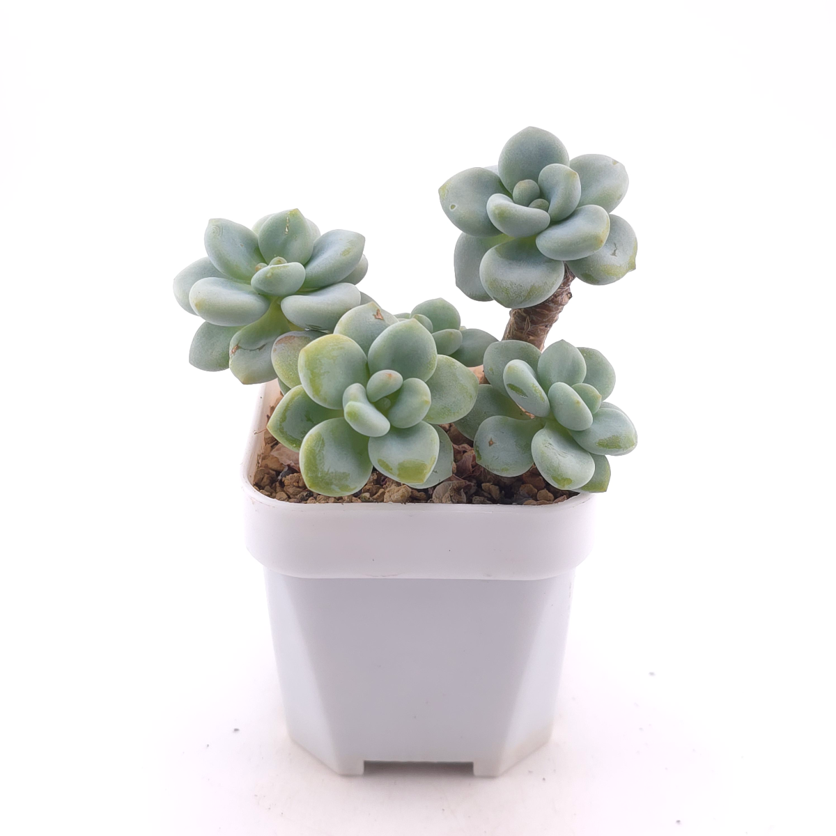 Graptosedum ‘Miul / Luo Goddess’ | 洛神 thumbnail 3