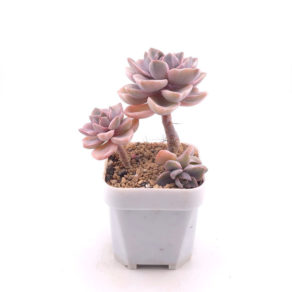 Graptoveria ‘Mrs Richard’ variegated | 彩虹糖錦 thumbnail 3