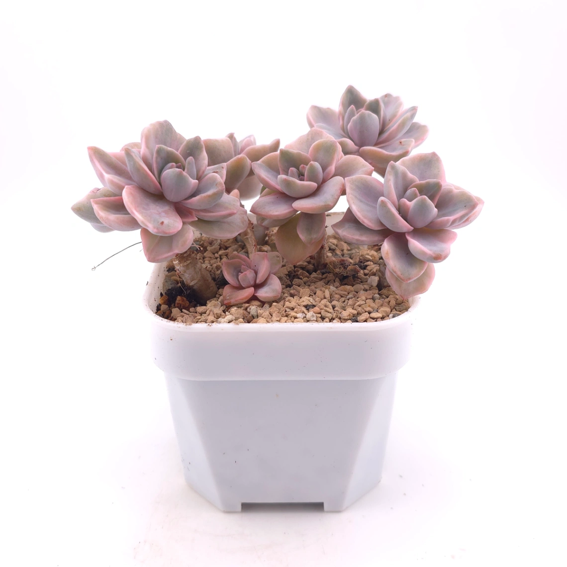 Graptoveria ‘Mrs Richard’ variegated | 彩虹糖錦 thumbnail 3