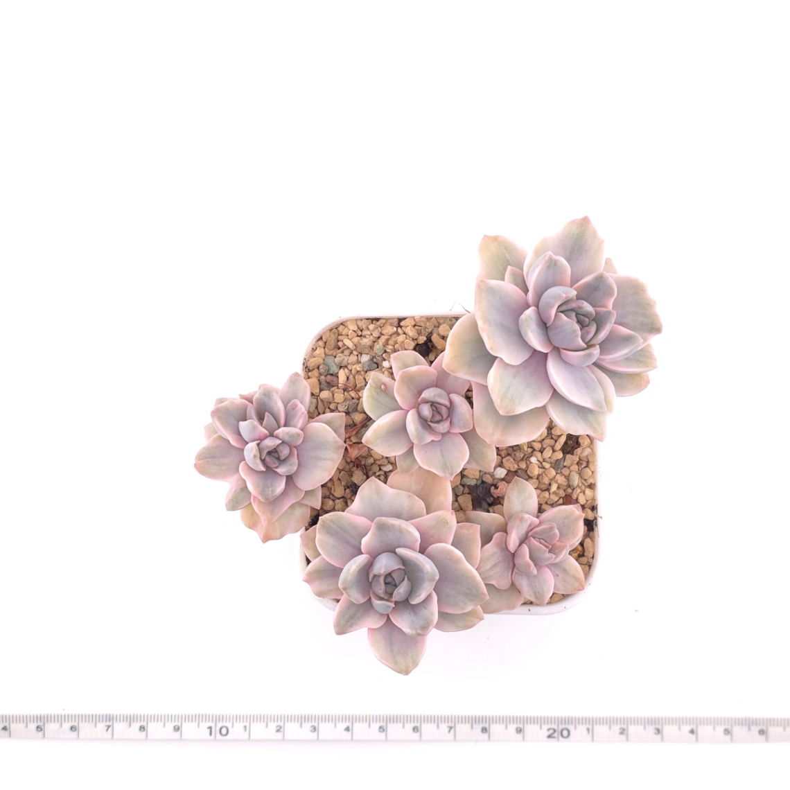 Graptoveria ‘Mrs Richard’ variegated | 彩虹糖錦 thumbnail 4