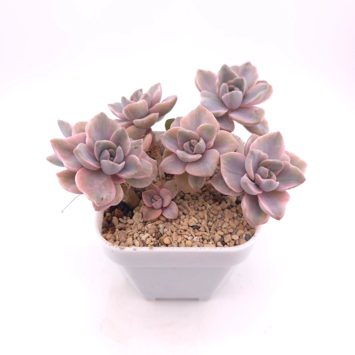 Graptoveria ‘Mrs Richard’ variegated | 彩虹糖錦 thumbnail 2