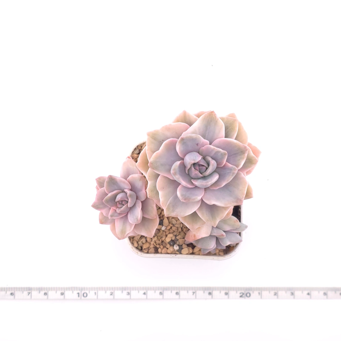 Graptoveria ‘Mrs Richard’ variegated | 彩虹糖錦 thumbnail 4