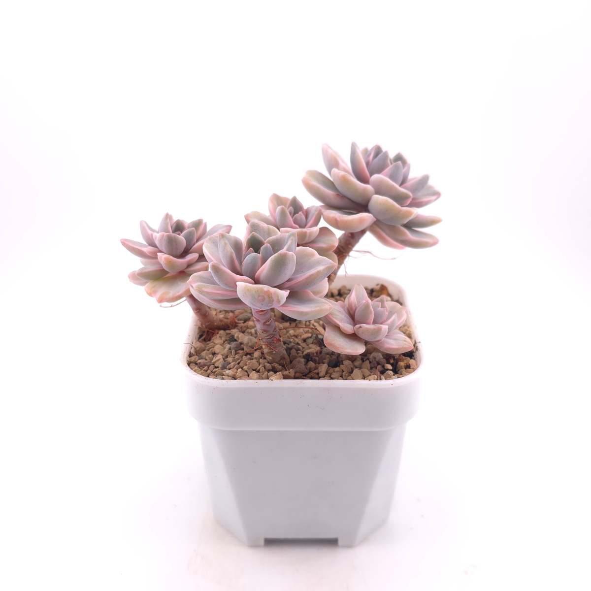 Graptoveria ‘Mrs Richard’ variegated | 彩虹糖錦 thumbnail 3