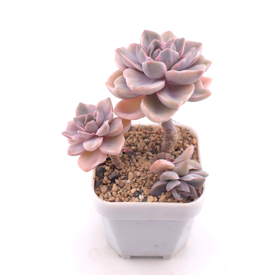 Graptoveria ‘Mrs Richard’ variegated | 彩虹糖錦 thumbnail 2