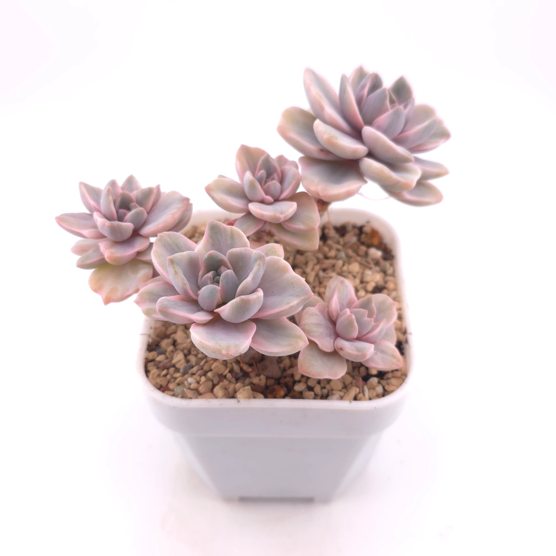Graptoveria ‘Mrs Richard’ variegated | 彩虹糖錦 thumbnail 2