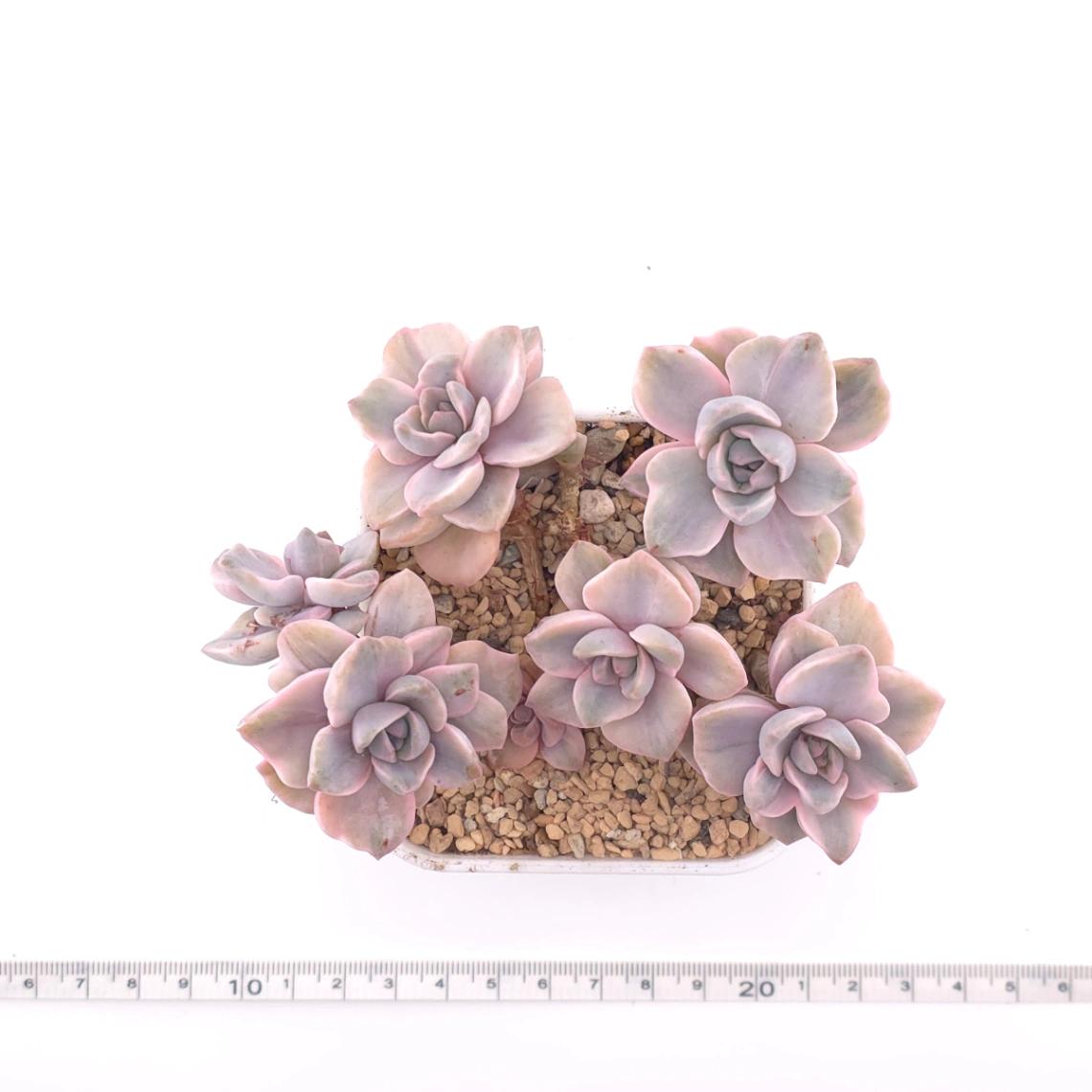 Graptoveria ‘Mrs Richard’ variegated | 彩虹糖錦 thumbnail 4