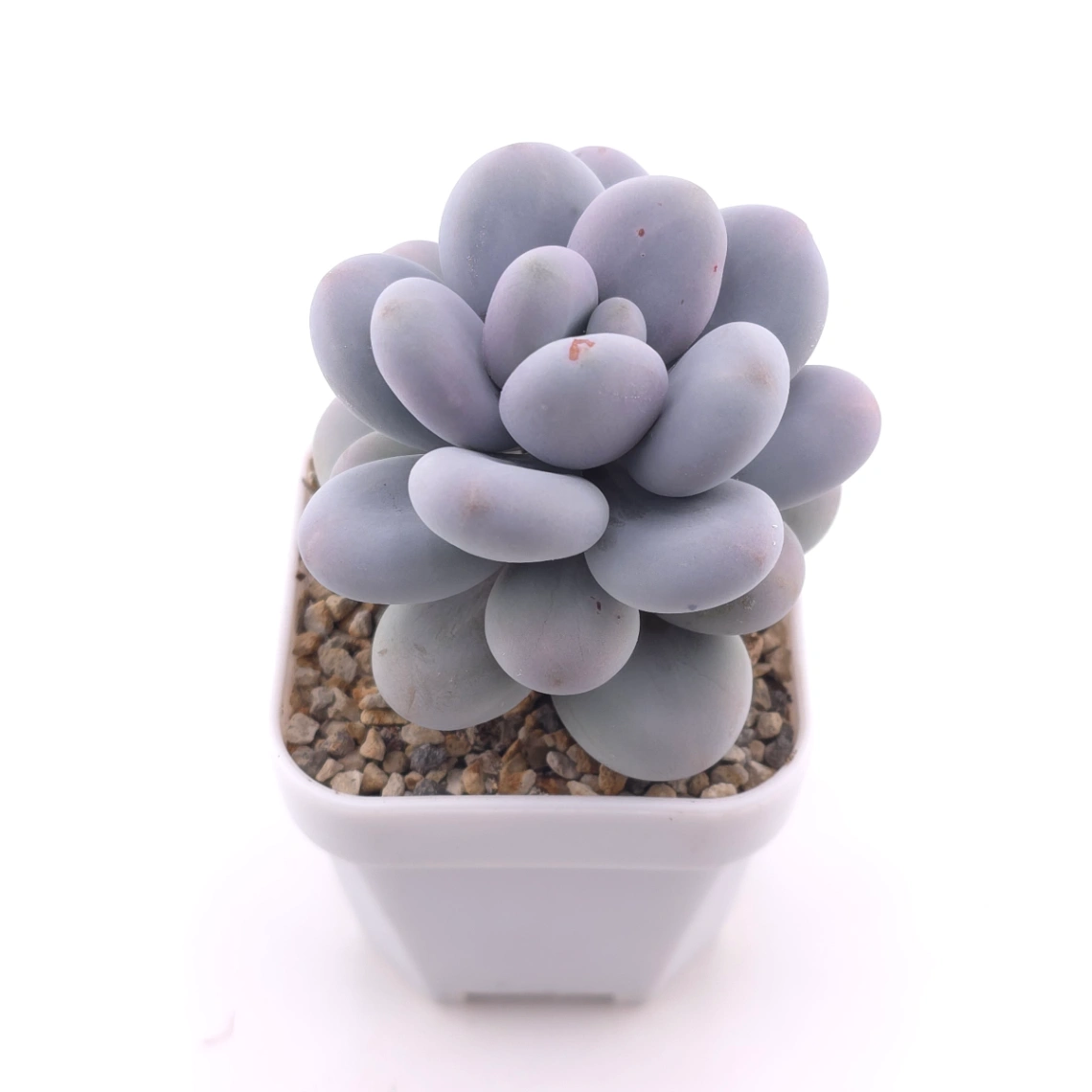 Pachyphytum 'Blue Haze' | 青星美人 thumbnail 2