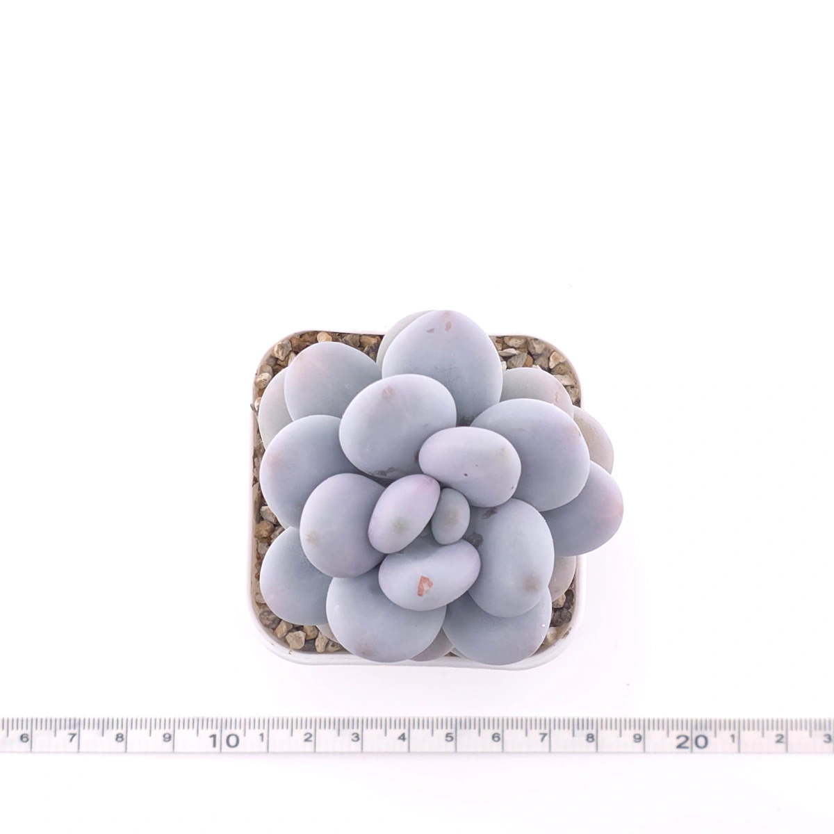 Pachyphytum 'Blue Haze' | 青星美人 thumbnail 4