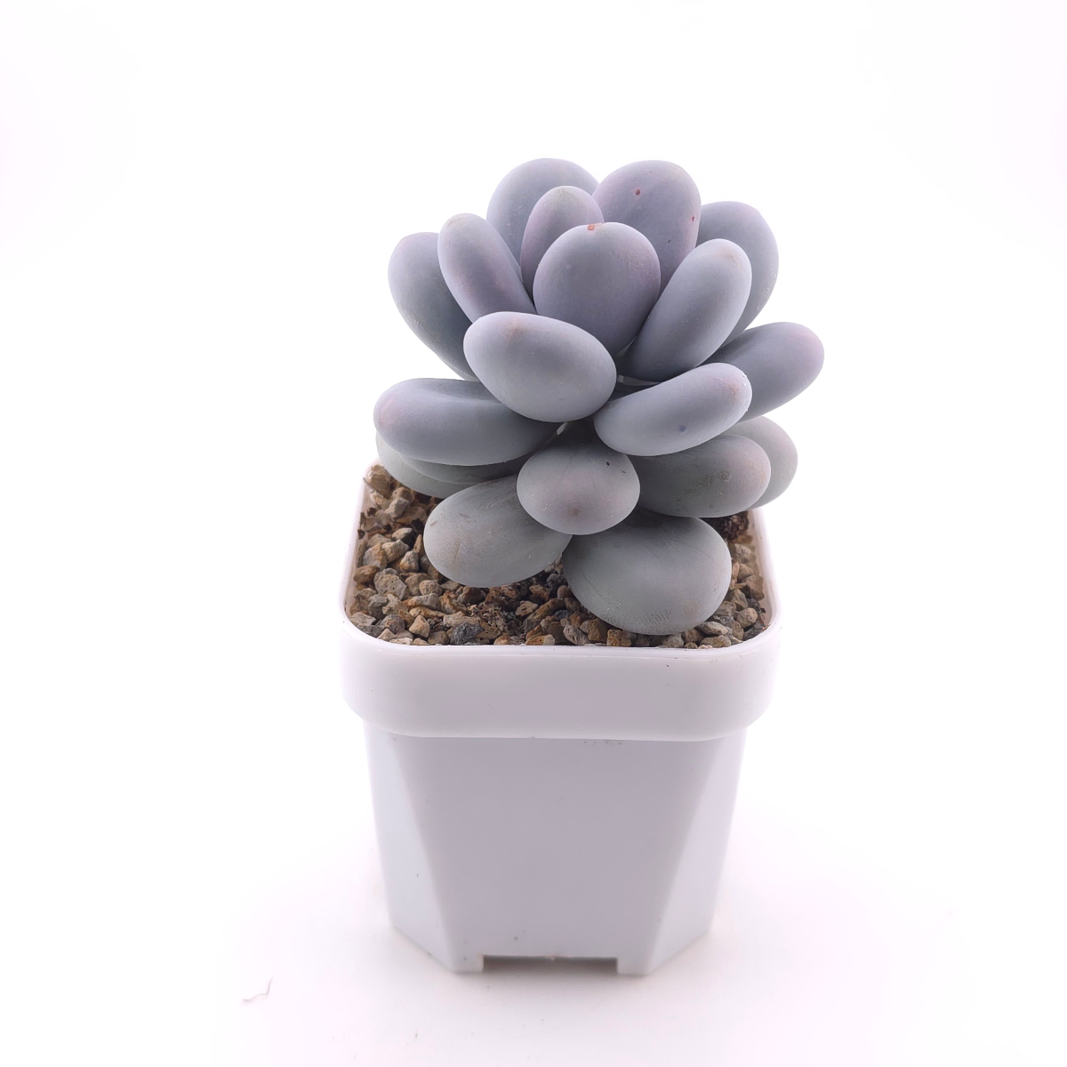 Pachyphytum 'Blue Haze' | 青星美人 thumbnail 3