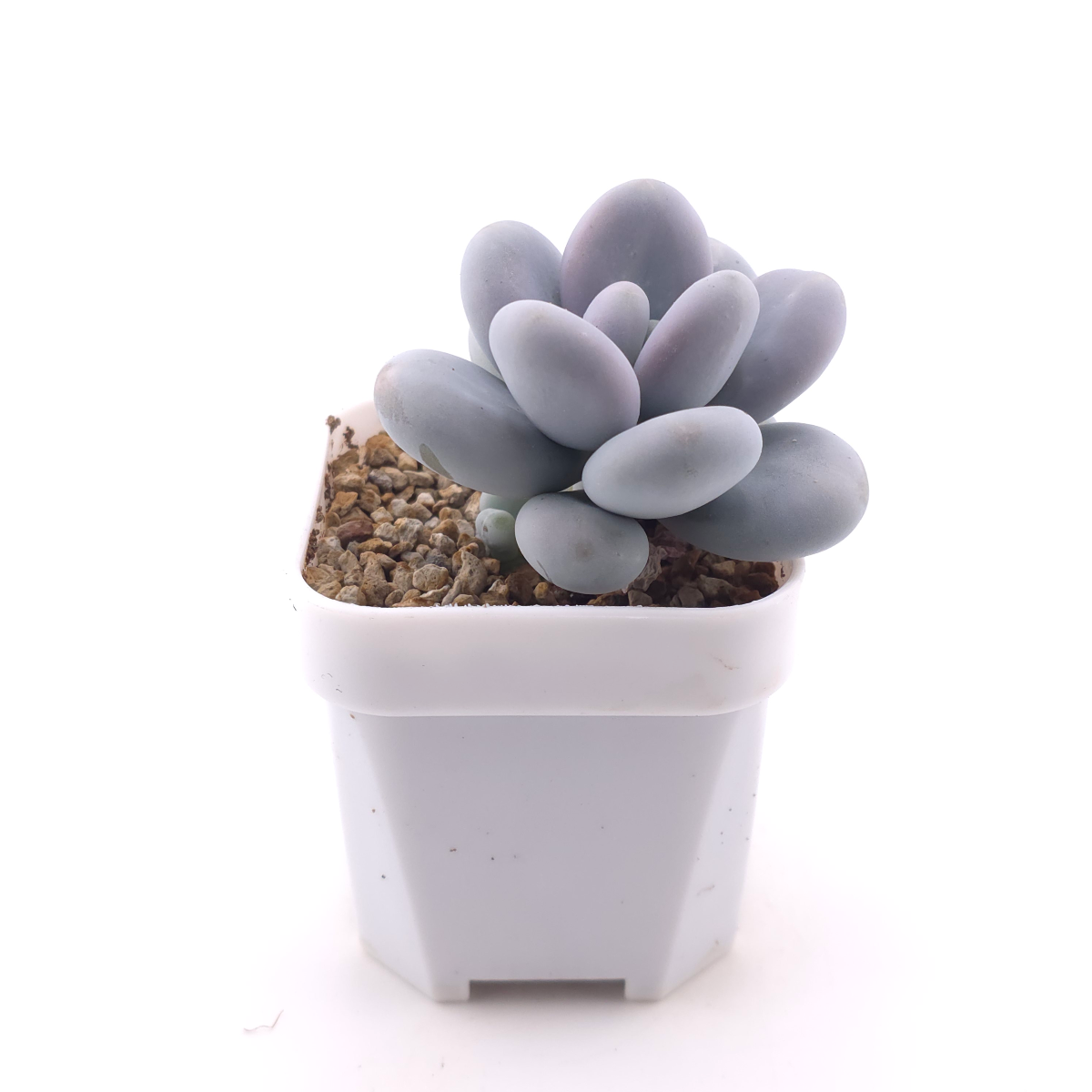 Pachyphytum 'Blue Haze' | 青星美人 thumbnail 3