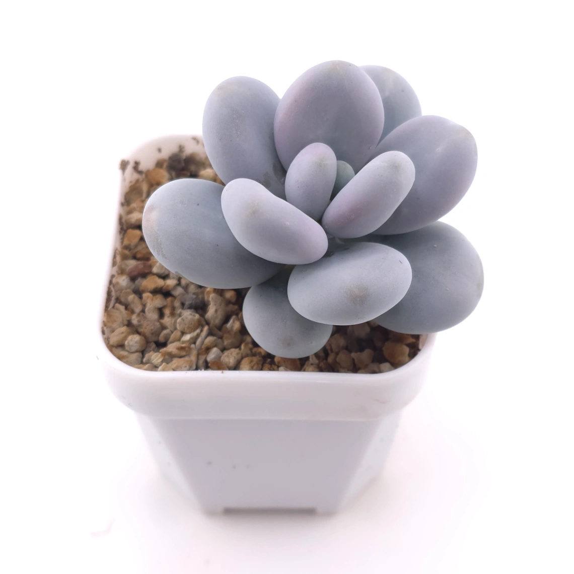 Pachyphytum 'Blue Haze' | 青星美人 thumbnail 2