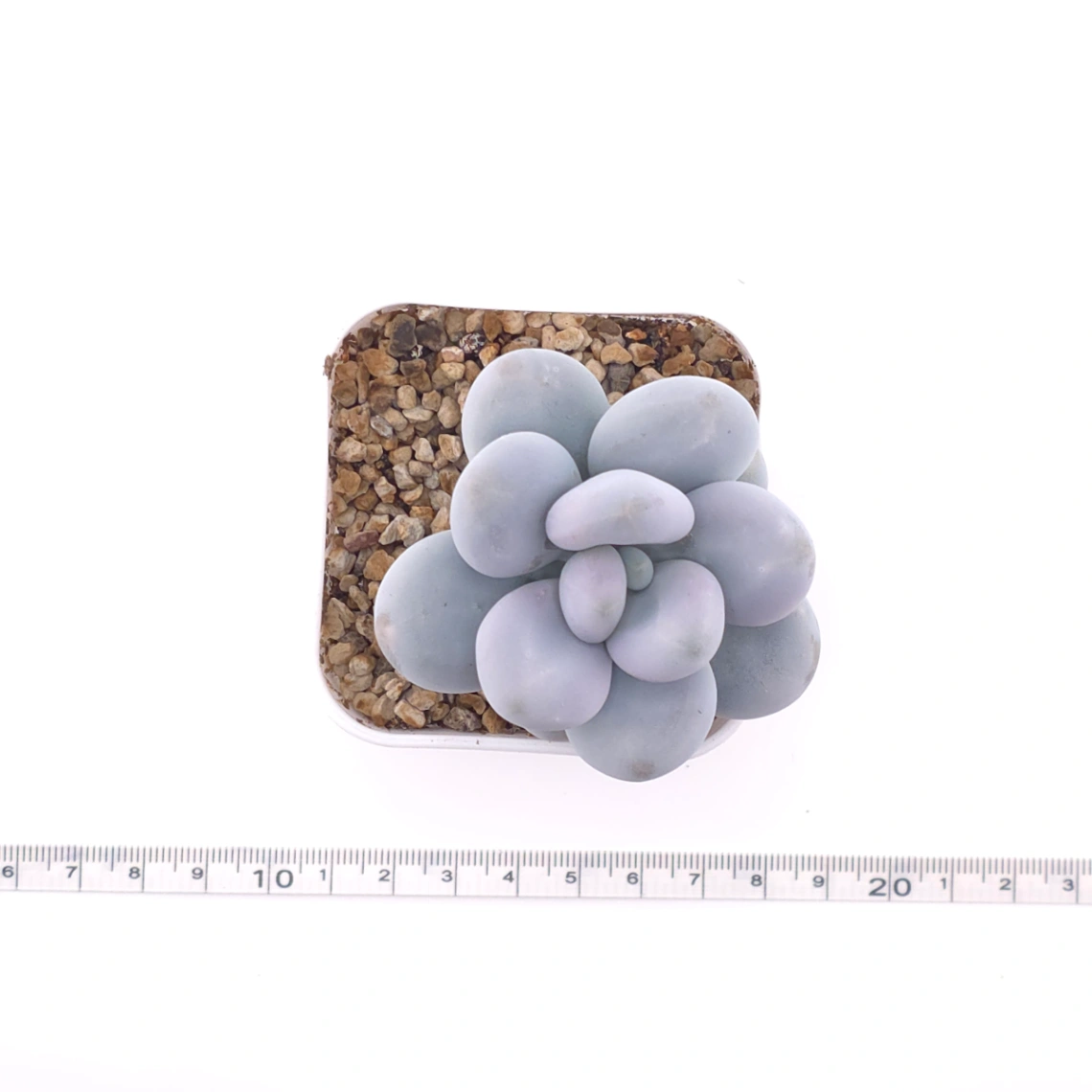 Pachyphytum 'Blue Haze' | 青星美人 thumbnail 4