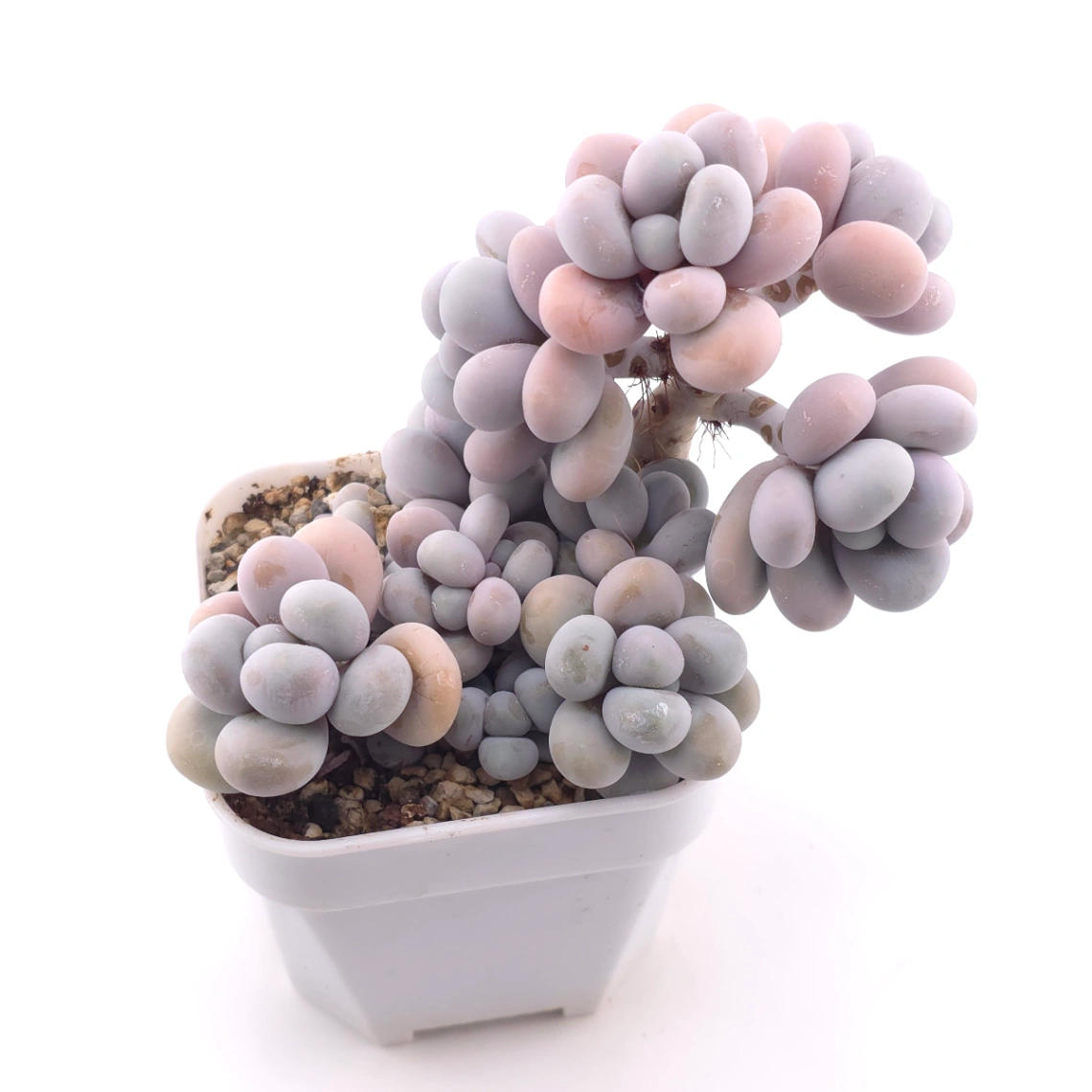 Pachyphytum ‘Cheese’ | 奶酪 thumbnail 2
