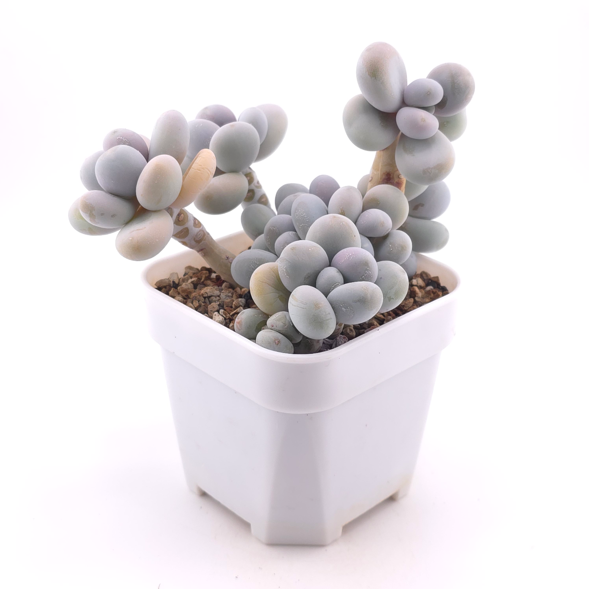 Pachyphytum ‘Cheese’ | 奶酪 thumbnail 3